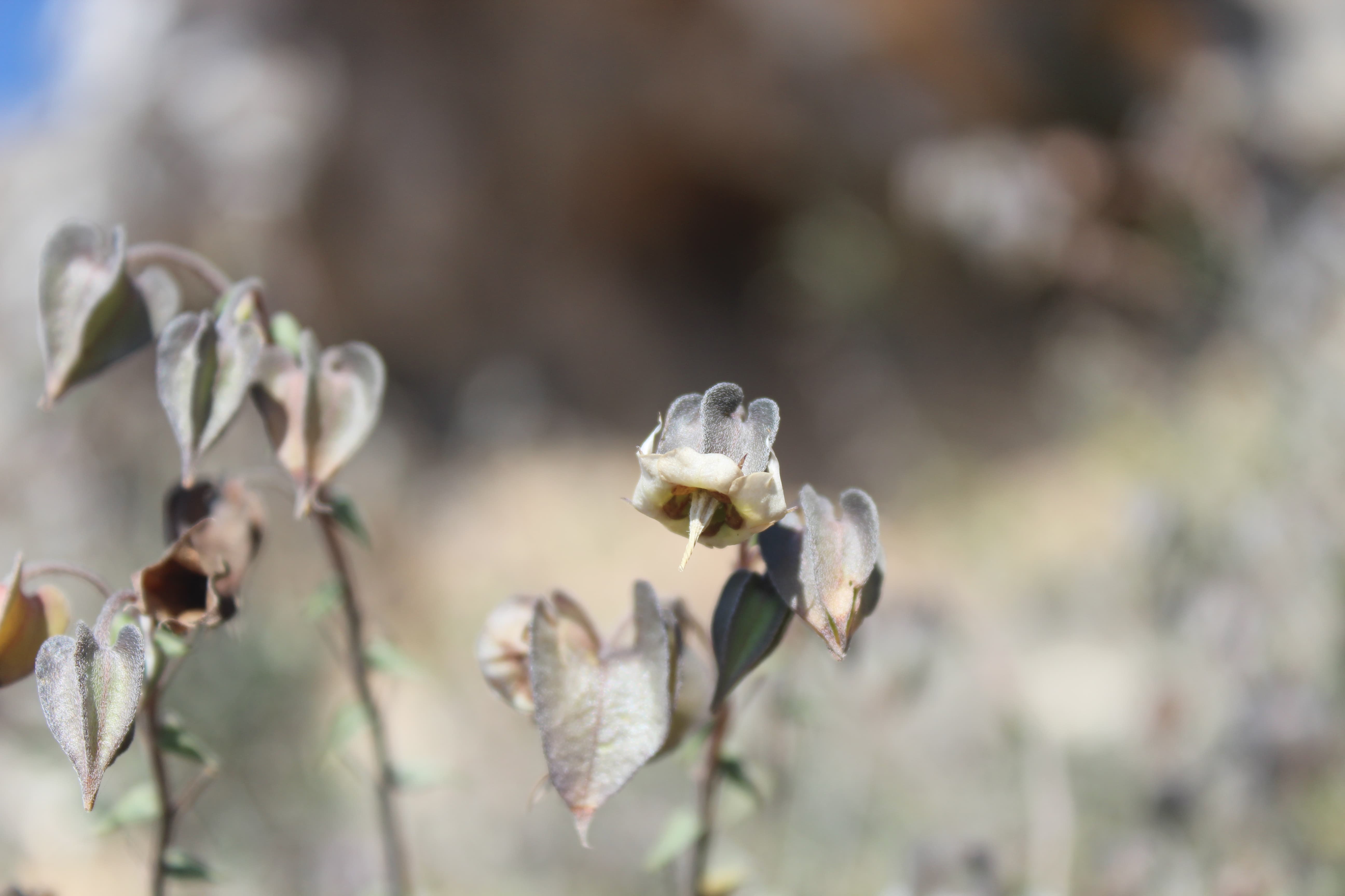 Plant Image